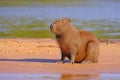 Capybara family, Hydrochoerus Hydrochaeris, also called chiguire, chiguiro and carpincho, Cuiaba River, Pantanal, Brazil