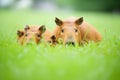 capybara family in lush green grass