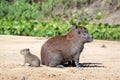 Capybara Family on River Bank