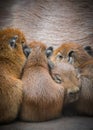 Capybara Family