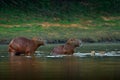 Capybara, family with two young, biggest mouse in water with evening light during sunset, Pantanal, Brazil. Wildlife scene from na