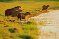 Capybara, family with youngs, biggest mouse in water with evening light during sunset, Pantanal, Brazil. Wildlife scene from natur Royalty Free Stock Photo