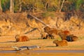 Capybara, family with youngs a caiman. Biggest mouse near the water with evening light during sunset, Pantanal, Brazil. Wildlife s Royalty Free Stock Photo