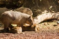 Capybara family in zoo