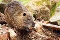 Capybara feeding