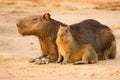 Capybara Female and Baby Resting on Sand.