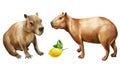 Capybara and fruit watercolor on isolated white background, cute set of capybaras. Hand drawn wildlife clipart animals Royalty Free Stock Photo