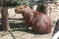Capybara in Gramado Zoo Brazil Royalty Free Stock Photo