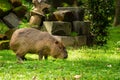 Brown cCapybara on a grassfield Royalty Free Stock Photo