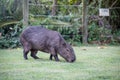 Capybara grazing on grass inside private property. The cabycara is a calm and gentle mammal, very common in Rio de Janeiro..
