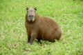 Capybara on the green grass