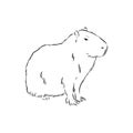 Capybara Hand Drawing. Animals Of South America Series. Vintage Engraving Style. Vector Illustration Art. Black And White. Object