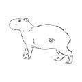 Capybara hand drawing. Animals of South America series. Vintage engraving style. Vector illustration art. Black and white. Object