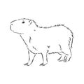 Capybara Hand Drawing. Animals Of South America Series. Vintage Engraving Style. Vector Illustration Art. Black And White. Object