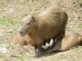 Capybara