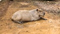 The Capybara hid on the ground