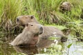 Capybara Hydrochaeris hydrochaeris family in water