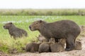 Capybara Hydrochaeris hydrochaeris family in water Royalty Free Stock Photo