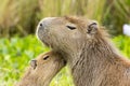 Capybara Hydrochaeris hydrochaeris Royalty Free Stock Photo