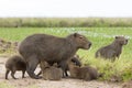 Capybara Hydrochaeris hydrochaeris Royalty Free Stock Photo