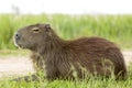 Capybara Hydrochaeris hydrochaeris Royalty Free Stock Photo