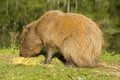 Capybara Hydrochaeris hydrochaeris on the hacienda, Igrejinha, Rio grando do Sul, Brazil Royalty Free Stock Photo