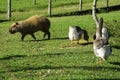 Capybara Hydrochaeris hydrochaeris on the hacienda, Igrejinha, Rio grando do Sul, Brazil Royalty Free Stock Photo