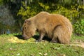 Capybara Hydrochaeris hydrochaeris on the hacienda, Igrejinha, Rio grando do Sul, Brazil Royalty Free Stock Photo