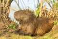 Capybara Hydrochaeris hydrochaeris Royalty Free Stock Photo