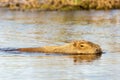 Capybara Hydrochaeris hydrochaeris Royalty Free Stock Photo