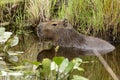 Capybara Hydrochaeris hydrochaeris Royalty Free Stock Photo