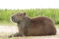 Capybara Hydrochaeris hydrochaeris Royalty Free Stock Photo