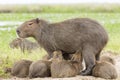 Capybara Hydrochaeris hydrochaeris Royalty Free Stock Photo