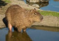 Capybara, Hydrochoerus hydrochaeris