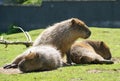 Capybara / Hydrochoerus hydrochaeris