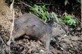 Capibara in the jungle of Surinam
