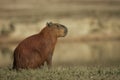 Capybara, Hydrochoerus hydrochaeris