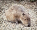 Capybara (Hydrochoerus hydrochaeris), animal scene