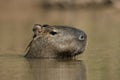 Capybara, Hydrochoerus hydrochaeris