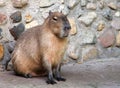 Capybara Hydrochoerus hydrochaeris