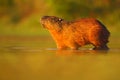 Capybara, Hydrochoerus hydrochaeris, biggest mouse in the water with evening light during sunset, animal in the nature habitat, Pa