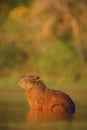 Capybara, Hydrochoerus hydrochaeris, biggest mouse in the water with evening light during sunset, animal in the nature habitat, Pa