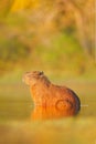 Capybara, Hydrochoerus hydrochaeris, Biggest mouse in water with evening light during sunset, Pantanal, Brazil. Wildlife scene fro Royalty Free Stock Photo