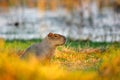 Capybara, Hydrochoerus hydrochaeris, Biggest mouse in the water with evening light during sunset, Pantanal, Brazil. Wildlife scene Royalty Free Stock Photo