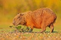 Capybara, Hydrochoerus hydrochaeris, Biggest mouse in water with evening light during sunset, Pantanal, Brazil. Wildlife scene fro Royalty Free Stock Photo