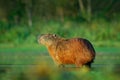 Capybara, Hydrochoerus hydrochaeris, Biggest mouse in water with evening light during sunset, Pantanal, Brazil. Wildlife scene fro Royalty Free Stock Photo