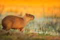 Capybara, Hydrochoerus hydrochaeris, Biggest mouse in the water with evening light during sunset, Pantanal, Brazil. Wildlife scene Royalty Free Stock Photo