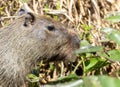 Capybara (Hydrochoerus hydrochaeris) in Brazil Royalty Free Stock Photo