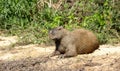 Capybara (Hydrochoerus hydrochaeris) in Brazil