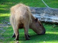 Capybara Hydrochoerus hydrochaeris, Capivara, Carpincho, Ronsoco, Wasserschwein, Capibara, Carpincho, maiale d`acqua, Quiuit